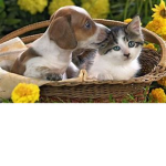 Besties and animals