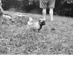 Puppy club2000000090293