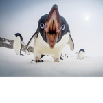 PENGUIN WE ALL LOVE BUT WE DONT LOVE H U M A N S