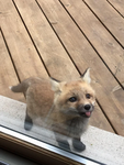 is this a cat or fox