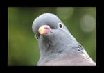Pigeon gang 0-0