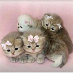 DOLLSOUP
