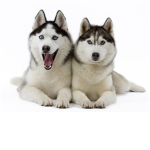 i love my dog