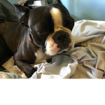 Stitch the cute little puppy