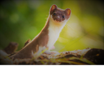 The Weasel Clan