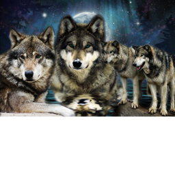 Wolf  family