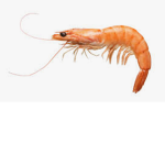 shrimp SMP