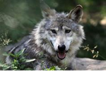 My Pack 4 life