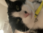 kittyuhhhh <3