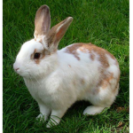 BUNNEH SQUADDD
