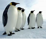 The Crystal Penguins