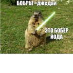Жопа бобра