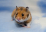 HAMSTER GR0UP