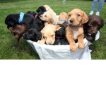 Puppies ARE SOOOO Cute AND COMFORTABLE
