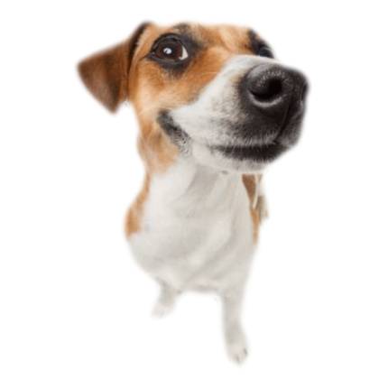 dog meme Roblox decal