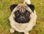 The puglings!