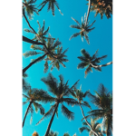 TropicalAloha