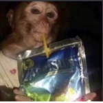 monkey sipping caprisun