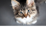 chep