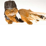 war kittens