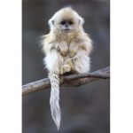 Monkey’s forever
