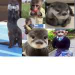 otters and monkeys are so cute