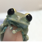AngelicFrogs