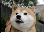 #Team Doggo