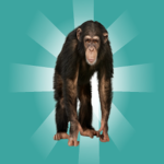 Monkey king Topia