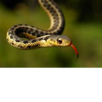 Snakes sqaud