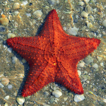 boutique starfish