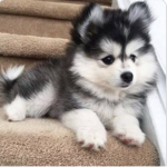 Dogs r so cute we love dogs :D