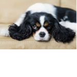 WeLovePups