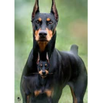 The Doberman Dog Club