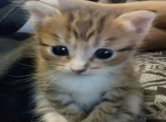 /;)