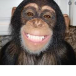 funnymonkeyz