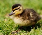 Ducklings! :3
