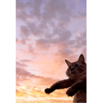 ×*-cloudy lemon cat-*×