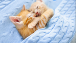 Cats rock and there awesomeeee