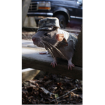 Rat army believe me i am a rat!!!!?