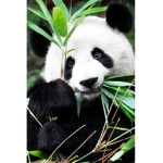 AMO I PANDA
