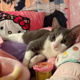 🍮🎀 ♡