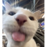 Miaaaaaaaaaaaaccccvbc