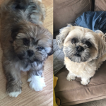 Puppy and dog team