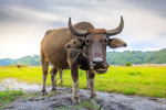 Carabao Corporation