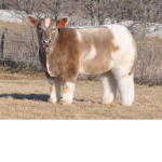 Fruit cow's
