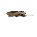 flatbeavers