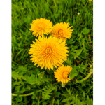 Dandelion Community