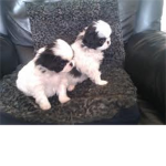 Japanese Chin Club Supporters