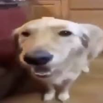 Butter Dog BrotherHood